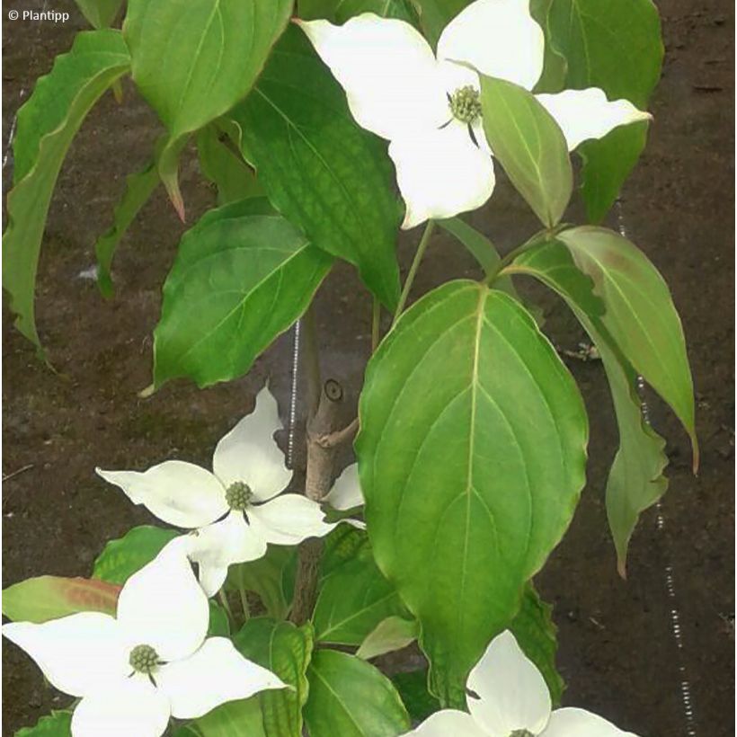 Cornus kousa Flower Tower - Cornouiller du Japon (Feuillage)