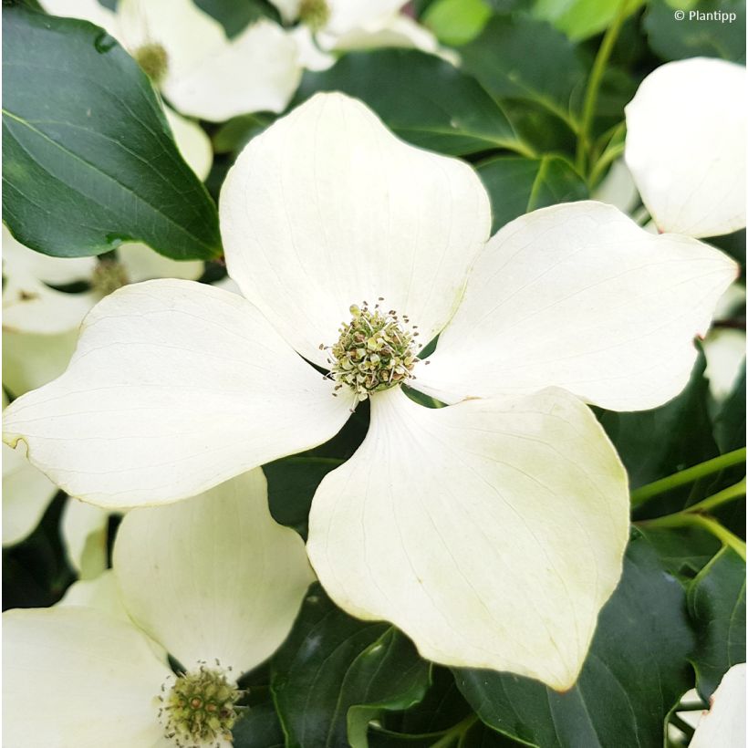 Cornus kousa Flower Tower - Cornouiller du Japon (Floraison)