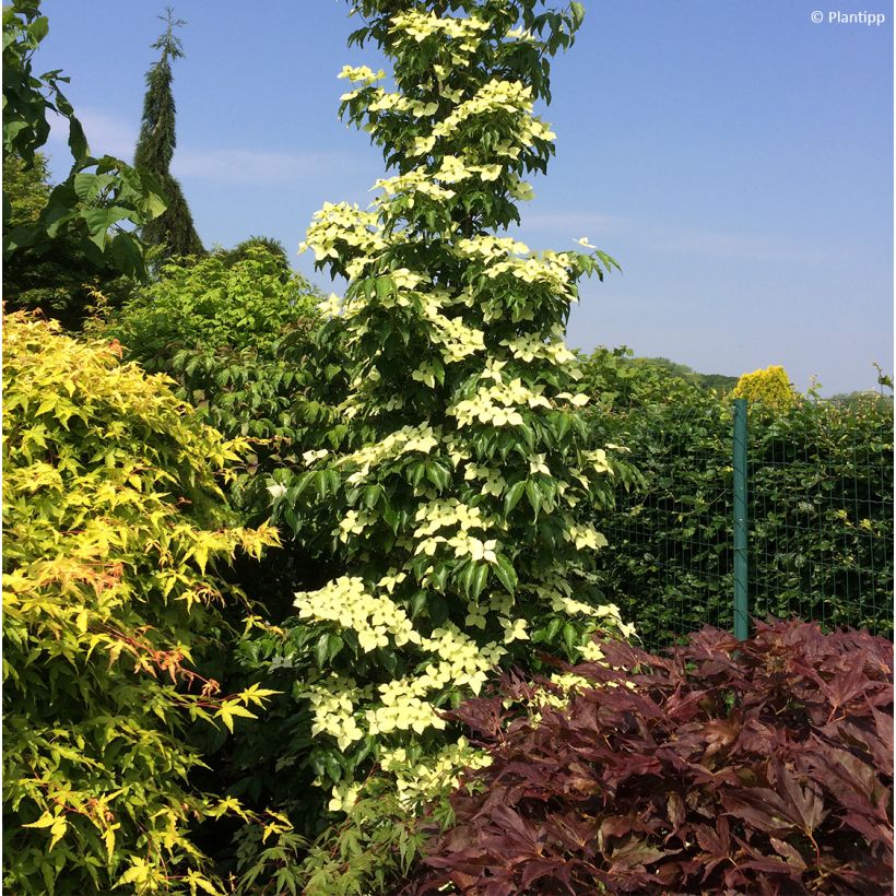 Cornus kousa Flower Tower - Cornouiller du Japon (Port)