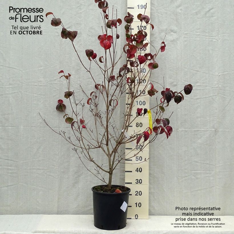 Spécimen de Cornus kousa Heart Throb - Cornouiller du Japon Pot de 18L/20L tel que livré en automne
