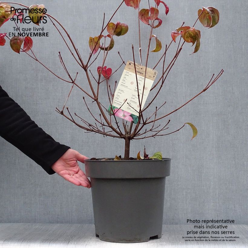 Spécimen de Cornus kousa Satomi - Cornouiller du Japon rose Pot de 7,5L/10L tel que livré en automne