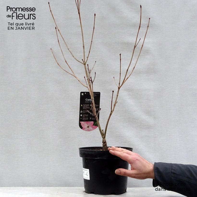 Spécimen de Cornus kousa Satomi - Cornouiller du Japon rose Pot de 4L/5L tel que livré en hiver
