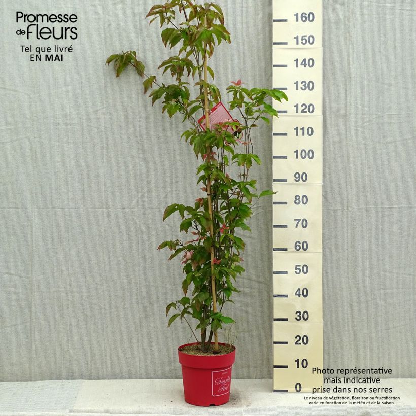 Spécimen de Cornus kousa Scarlet Fire - Cornouiller du Japon Pot de 7,5L/10L tel que livré au printemps