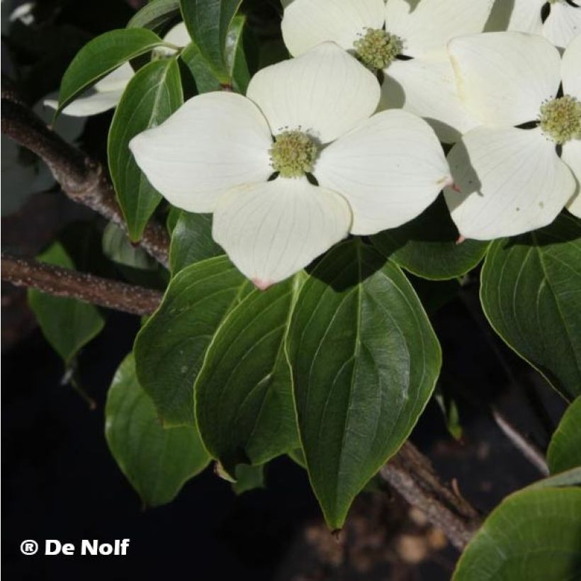 Cornus kousa Schmetterling - Cornouiller du Japon (Feuillage)