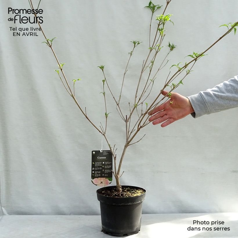Cornus kousa Teutonia - Corniolo giapponese Vaso da 4L/5L esemplare consegnato in primavera
