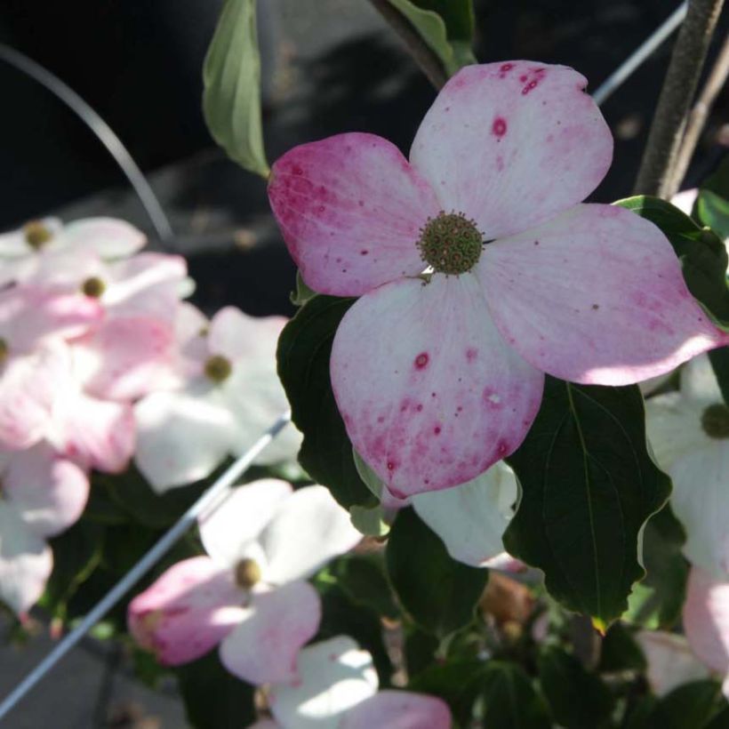 Cornus kousa Teutonia (Floraison)