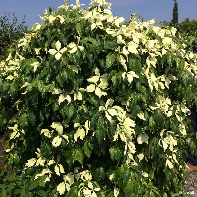 Cornus kousa Watermelon Sugar - Cornouiller du Japon (Floraison)