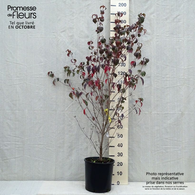Spécimen de Cornus kousa Wieting's Select - Cornouiller du Japon Pot de 18L/20L tel que livré en automne