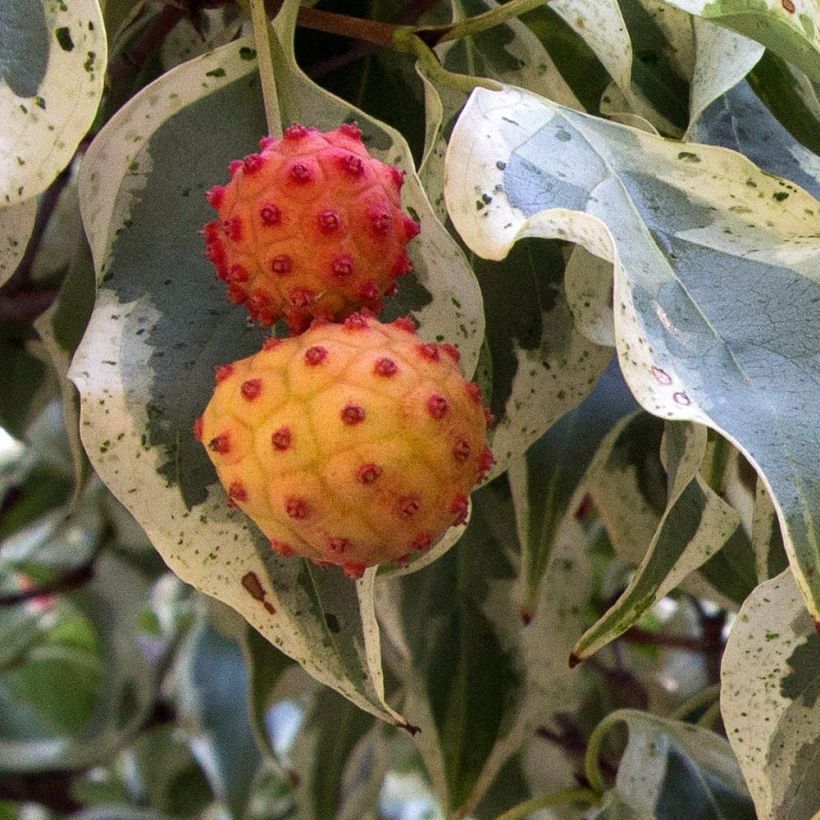 Cornus kousa Wolf Eyes - Cornouiller du Japon (Récolte)