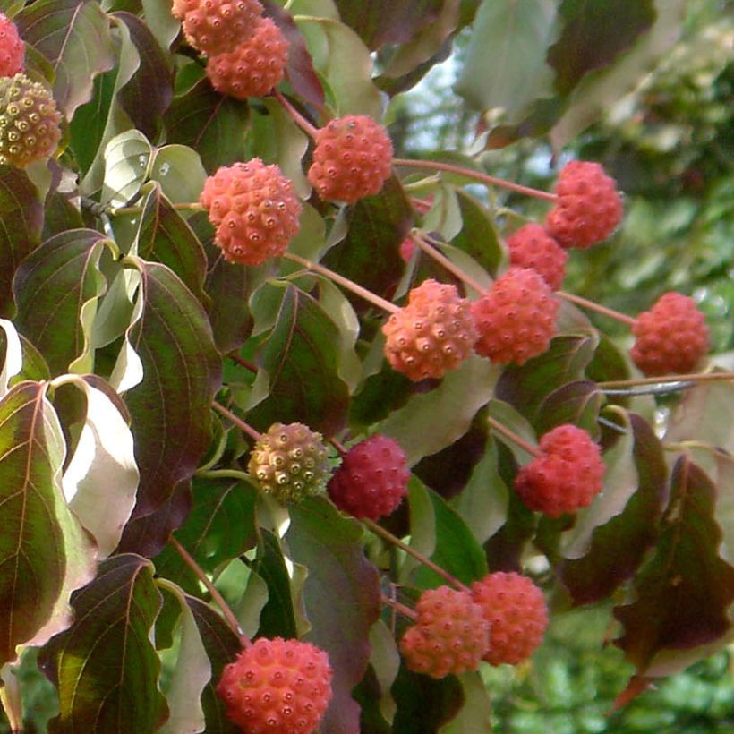 Cornus kousa Chinensis - Cornouiller de Chine (Récolte)