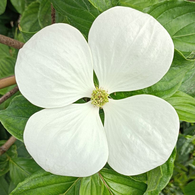 Cornus kousa Venus - Cornouiller du Japon blanc (Floraison)
