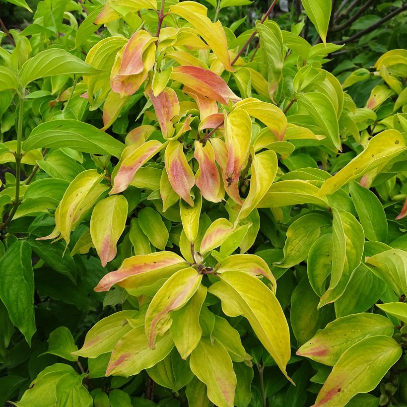 Cornus mas Aurea - Cornouiller mâle (Feuillage)