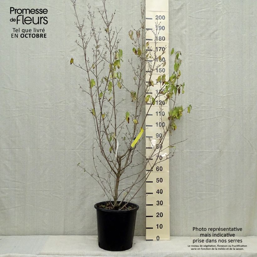 Spécimen de Cornus mas Aurea - Cornouiller mâle Pot de 20L/25L tel que livré en automne