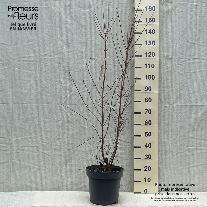 Spécimen de Cornus mas - Cornouiller mâle Pot de 12L/15L tel que livré en hiver