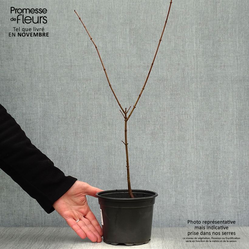 Spécimen de Cornus mas - Cornouiller mâle Pot de 2L/3L tel que livré en automne