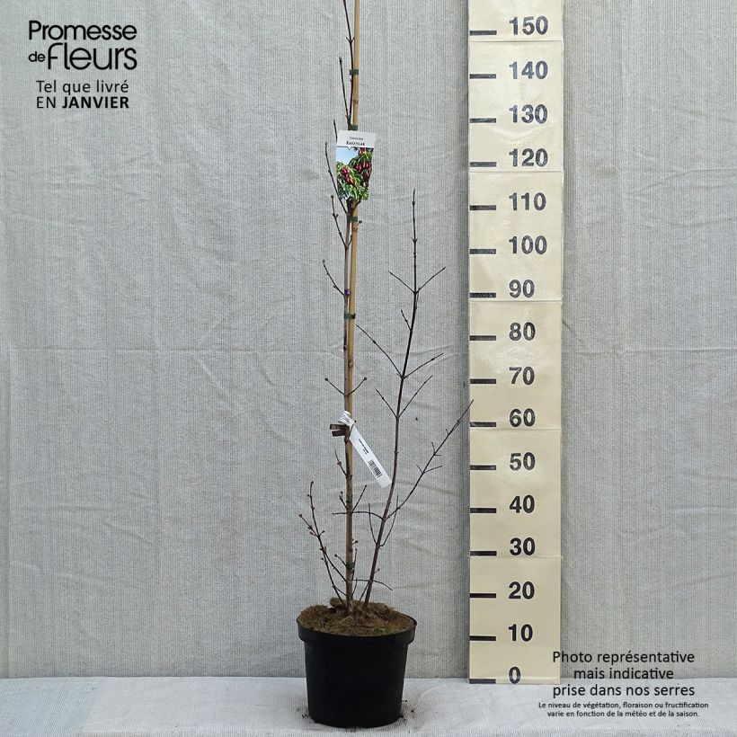 Spécimen de Cornus mas Schönbrunner Gourmet Dirndl - Cornouiller mâle Pot de 7,5L/10L tel que livré en hiver