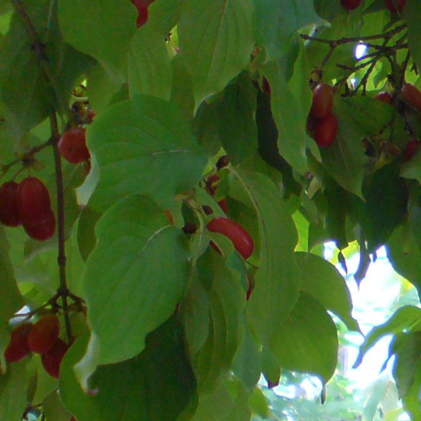 Cornus officinalis - Cornouiller officinal (Feuillage)