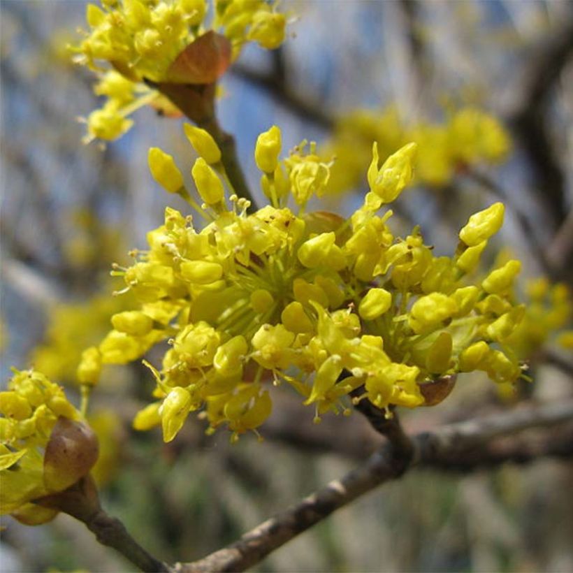 Cornus officinalis - Cornouiller officinal (Floraison)