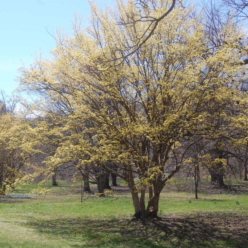 Cornus officinalis - Cornouiller officinal (Port)