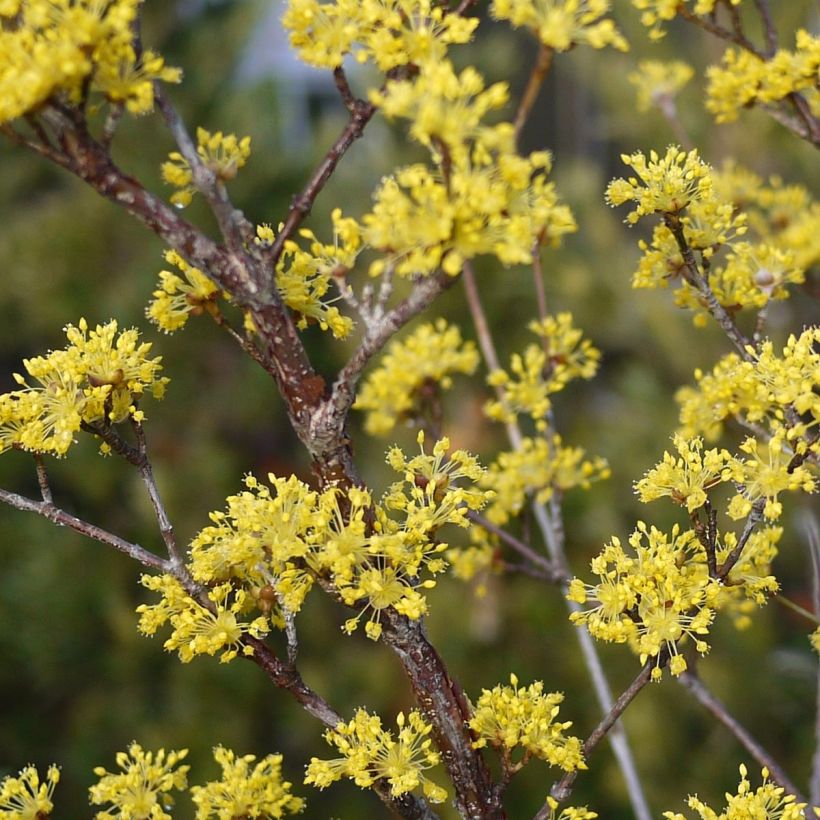 Cornus officinalis Robins Pride - Cornouiller officinal (Floraison)