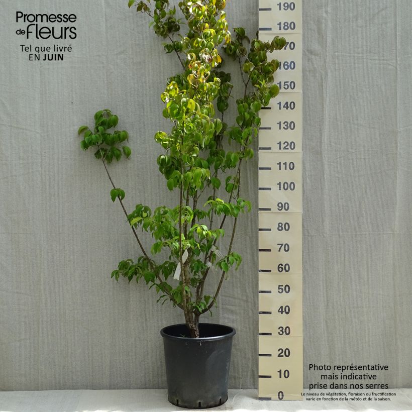 Spécimen de Cornus officinalis Robins Pride - Cornouiller officinal Pot de 20L/25L tel que livré au printemps