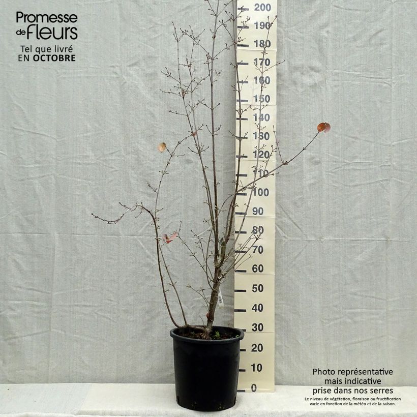 Spécimen de Cornus officinalis Robins Pride - Cornouiller officinal Pot de 20L/25L tel que livré en automne