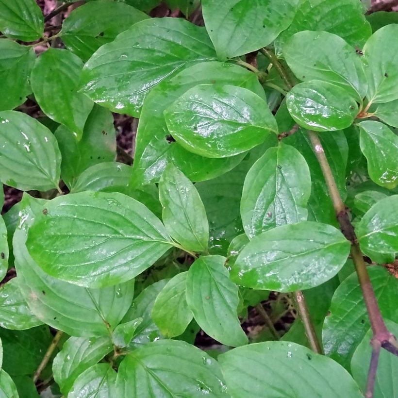 Cornus sanguinea - Cornouiller sanguin (Feuillage)