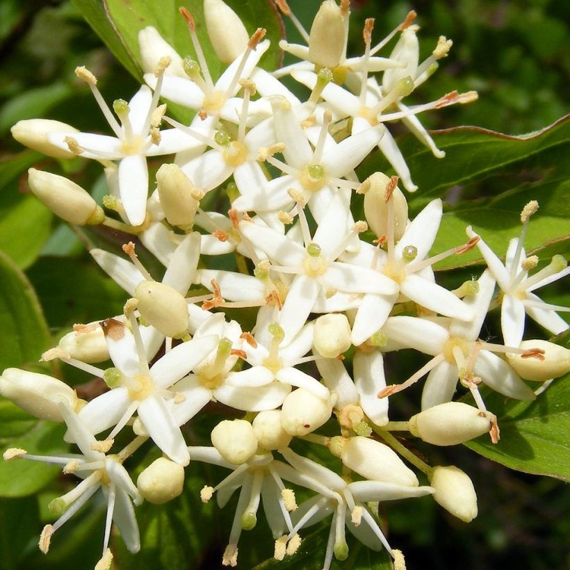 Cornus sanguinea (Floração)