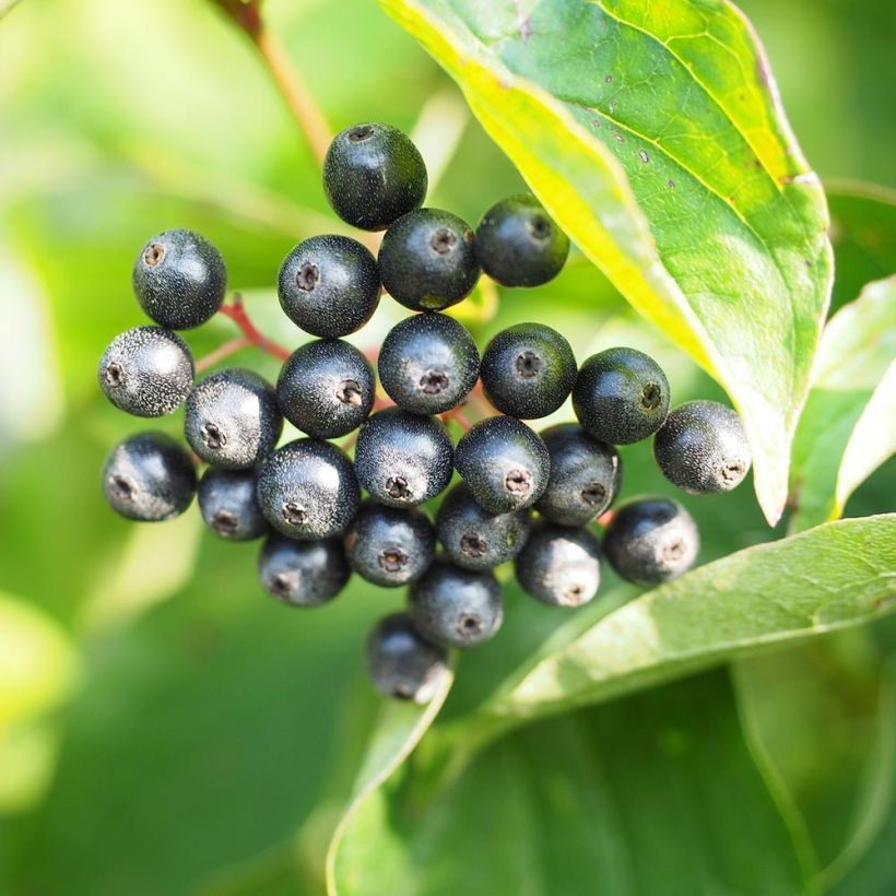 Cornus sanguinea - Cornouiller sanguin (Récolte)