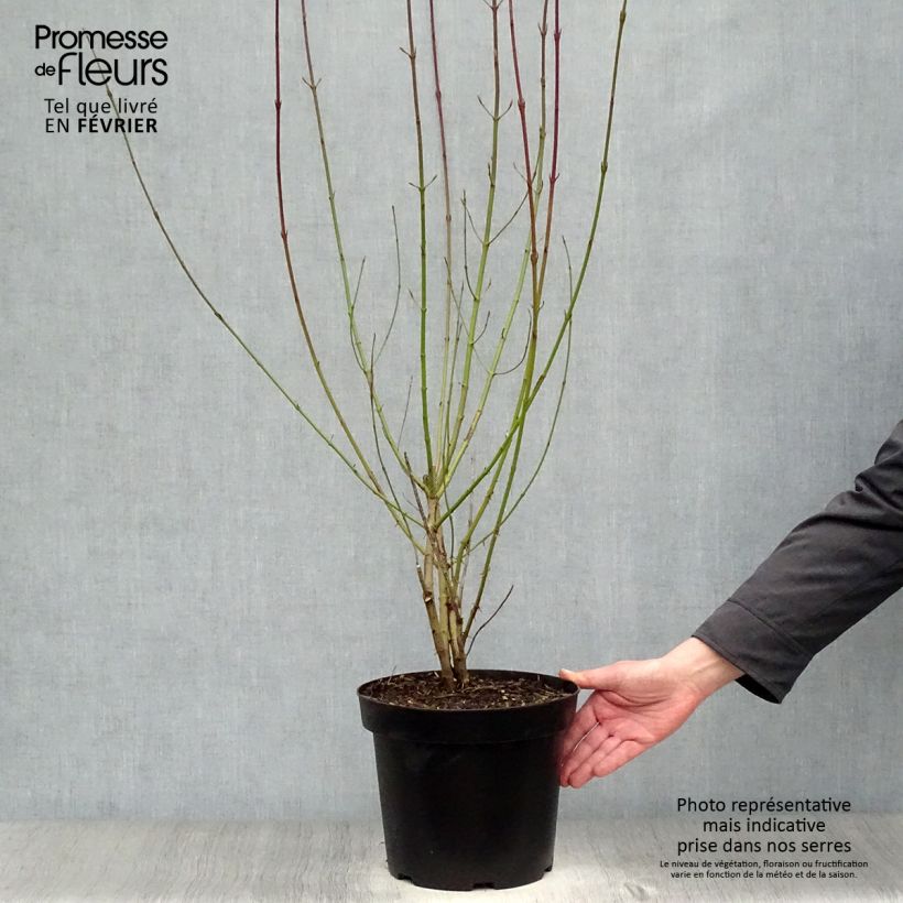 Spécimen de Cornus sanguinea - Cornouiller sanguin Pot de 7,5L/10L tel que livré en hiver