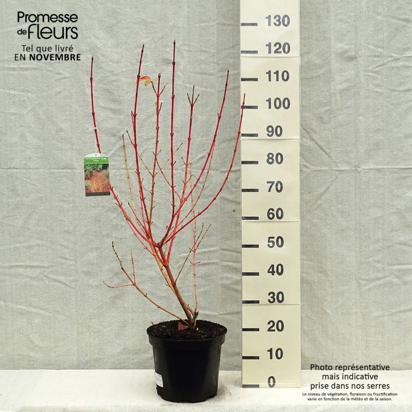 Spécimen de Cornus sanguinea Magic Flame - Cornouiller sanguin Pot de 7,5L/10L tel que livré en automne