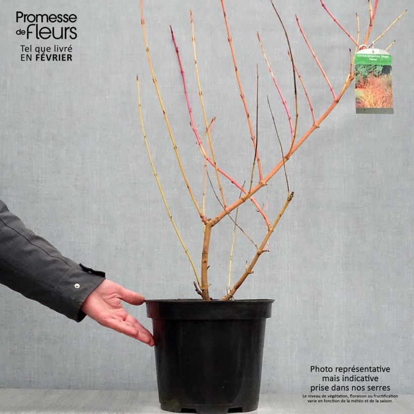 Spécimen de Cornus sanguinea Magic Flame - Cornouiller sanguin Pot de 7,5L/10L tel que livré en hiver