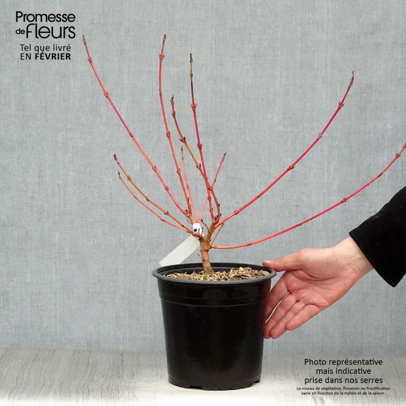 Spécimen de Cornus sanguinea Magic Flame - Cornouiller sanguin Pot de 4L/5L tel que livré en hiver