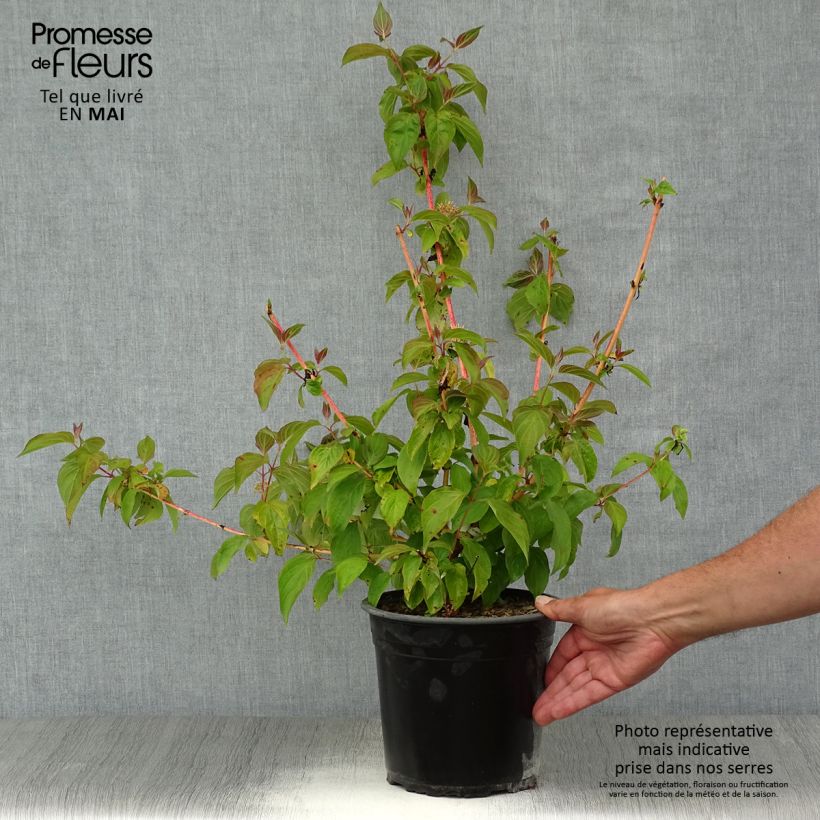 Spécimen de Cornus sanguinea Magic Flame - Cornouiller sanguin Pot de 4L/5L tel que livré au printemps