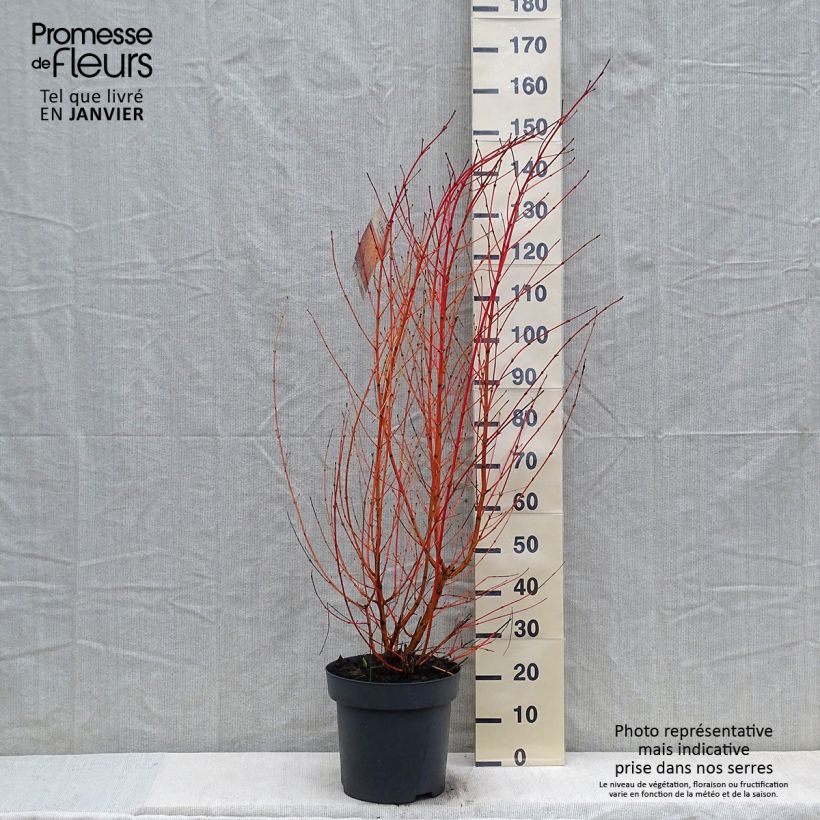 Spécimen de Cornus sanguinea Mid Winter Fire - Cornouiller sanguin Pot de 6L/7L tel que livré en hiver