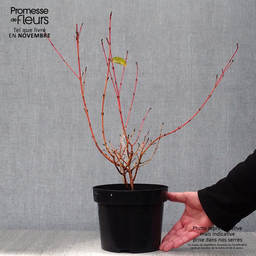 Spécimen de Cornus sanguinea Mid Winter Fire - Cornouiller sanguin Pot de 2L/3L tel que livré en automne