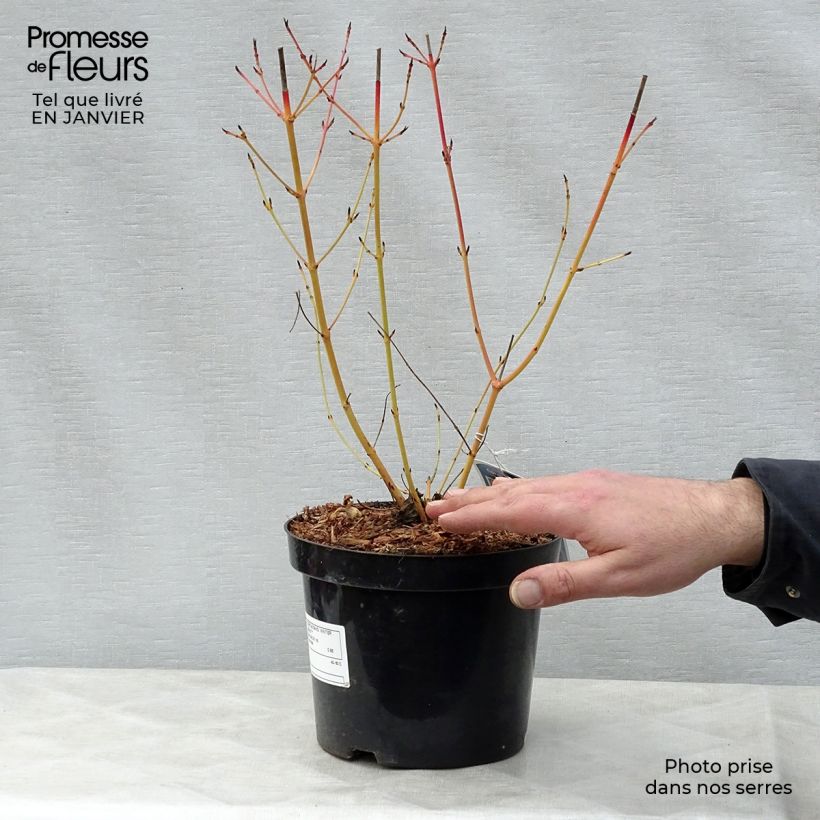 Spécimen de Cornus sanguinea Winter Beauty -Cornouiller sanguin Pot de 2L/3L tel que livré en hiver
