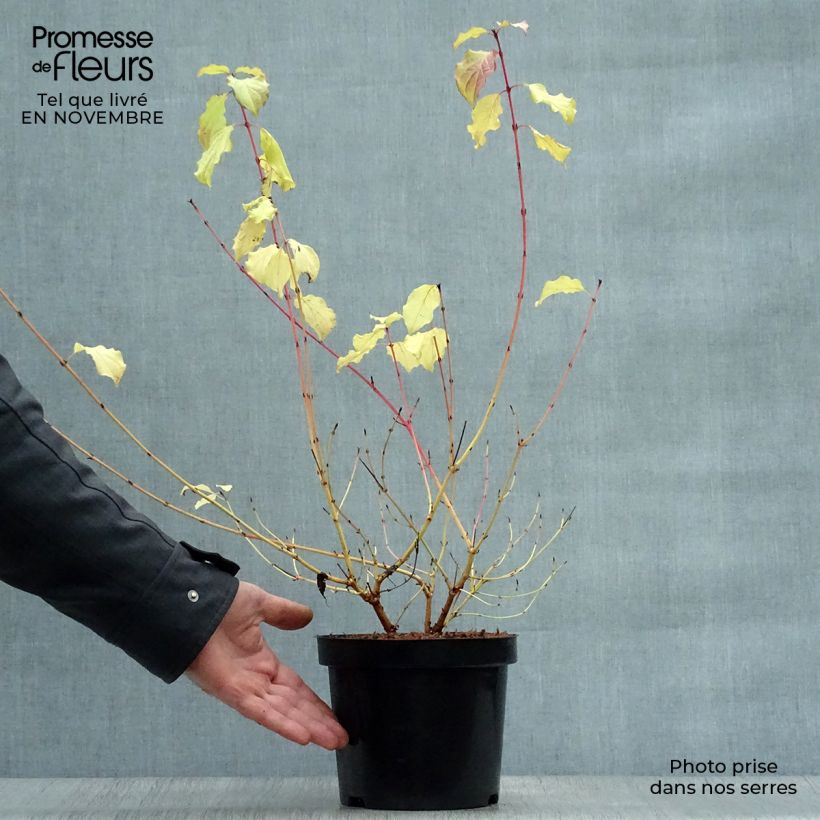 Spécimen de Cornus sanguinea Winter Beauty -Cornouiller sanguin Pot de 2L/3L tel que livré en automne