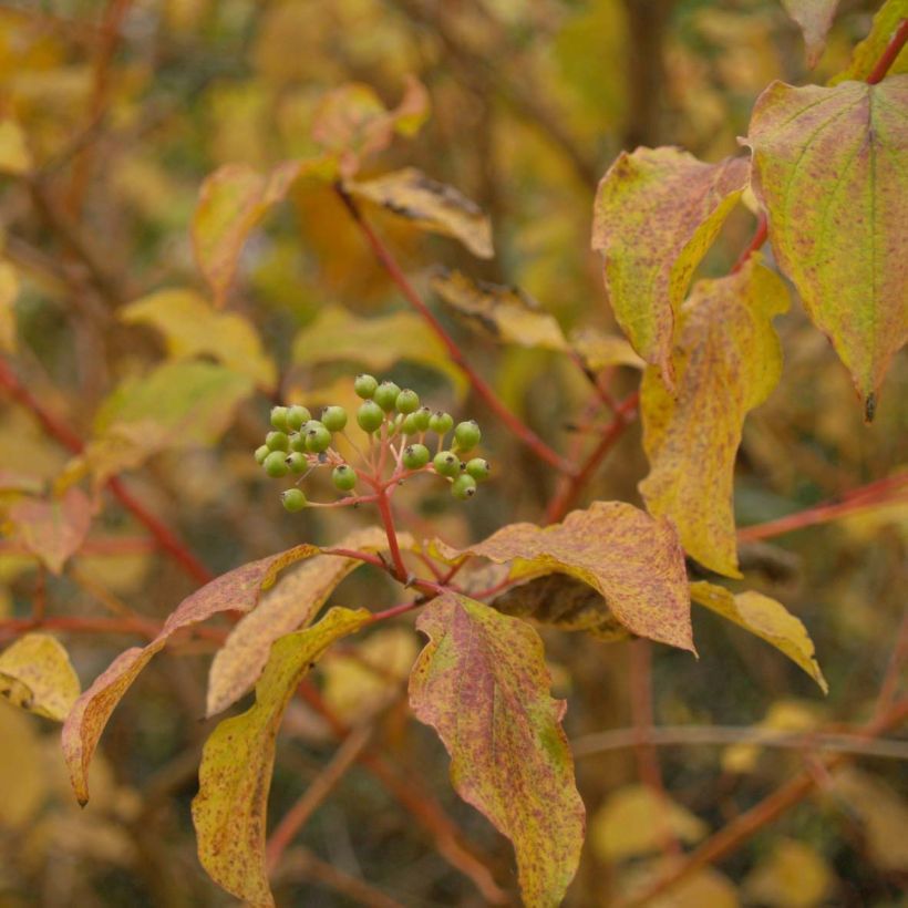Cornus sanguinea Winter Beauty (Folhagem)