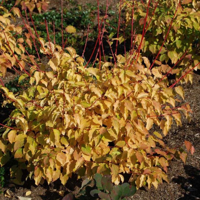 Cornus sanguinea Winter Beauty -Cornouiller sanguin (Floraison)