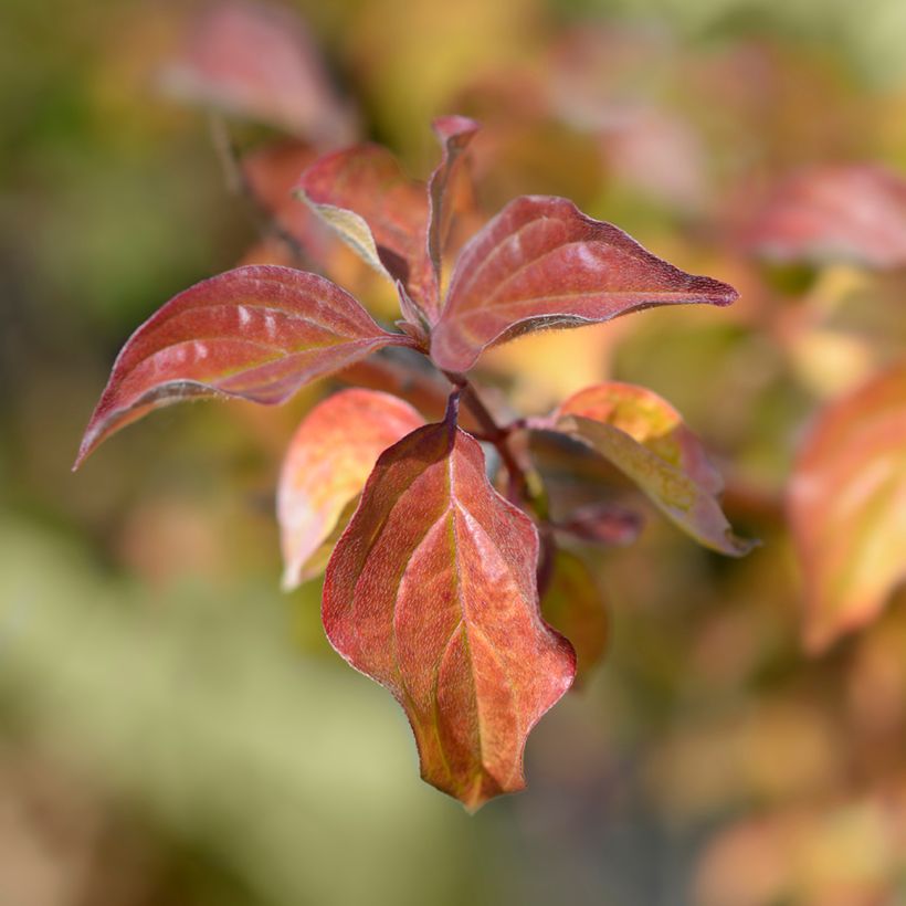 Cornus sanguinea Winter Beauty -Cornouiller sanguin (Feuillage)