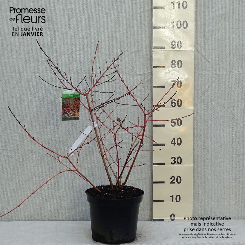 Spécimen de Cornus sanguinea Winter Beauty -Cornouiller sanguin Pot de 7,5L/10L tel que livré en hiver