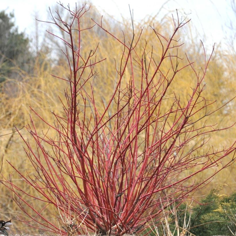 Cornus sericea Baileyi - Cornouiller stolonifère. (Port)