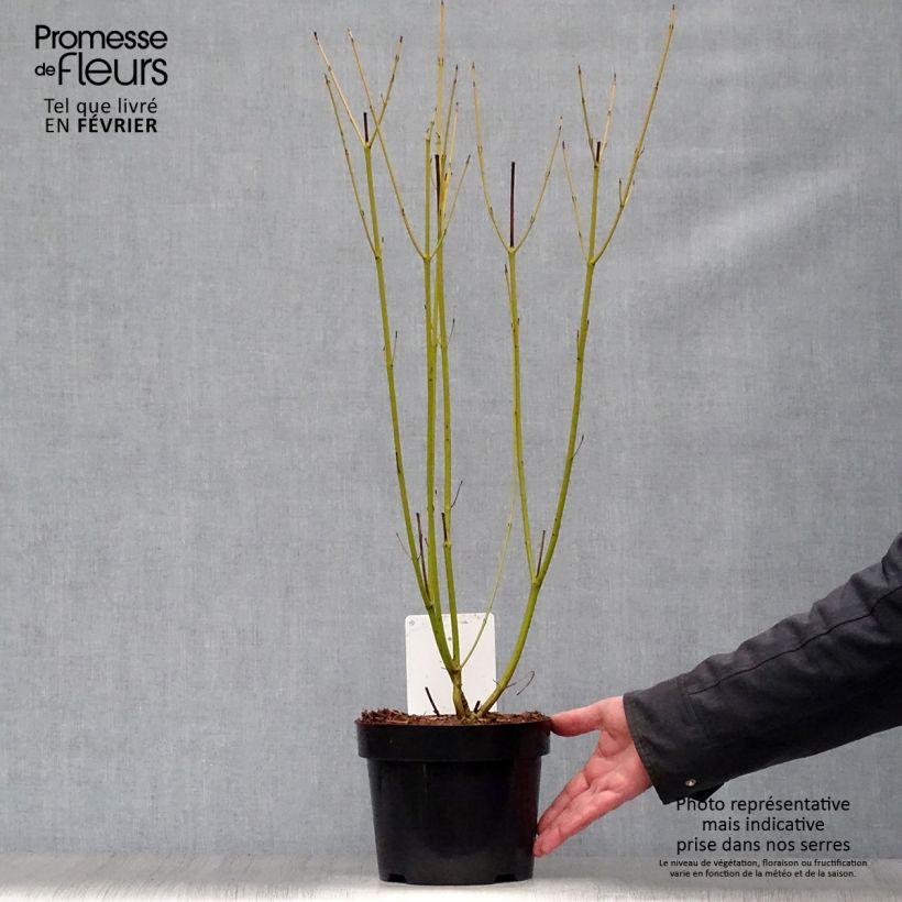 Spécimen de Cornus sericea Budd's Yellow - Cornouiller stolonifère. Pot de 3L/4L tel que livré en hiver