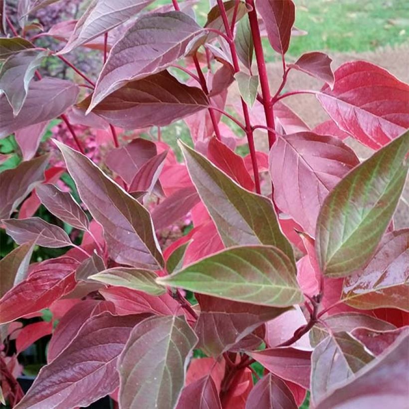 Cornus sericea Cardinal - Cornouiller stolonifère (Feuillage)