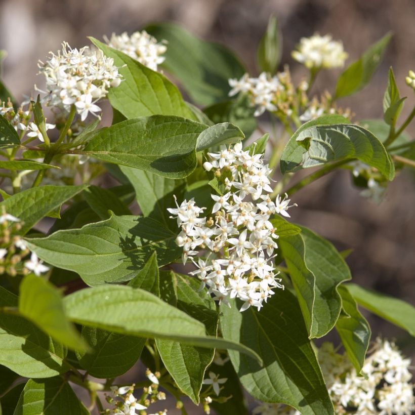 Cornus sericea Firedance - Cornouiller stolonifère (Floraison)