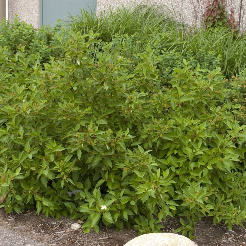 Cornus sericea Firedance - Cornouiller stolonifère (Port)