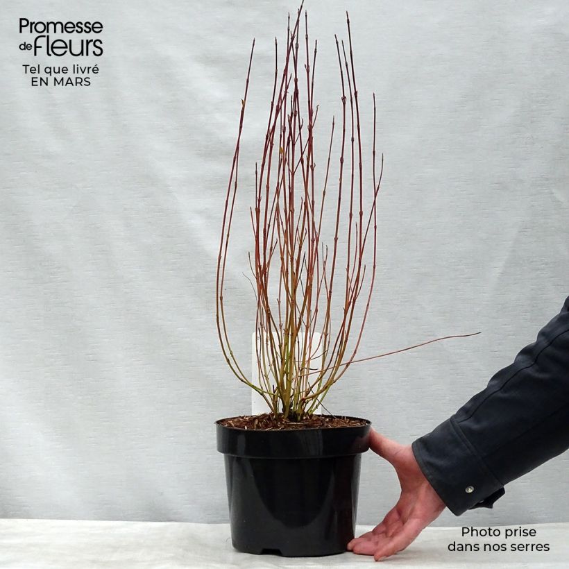 Spécimen de Cornus sericea Kelseyi - Cornouiller stolonifère Pot de 3L/4L tel que livré en hiver