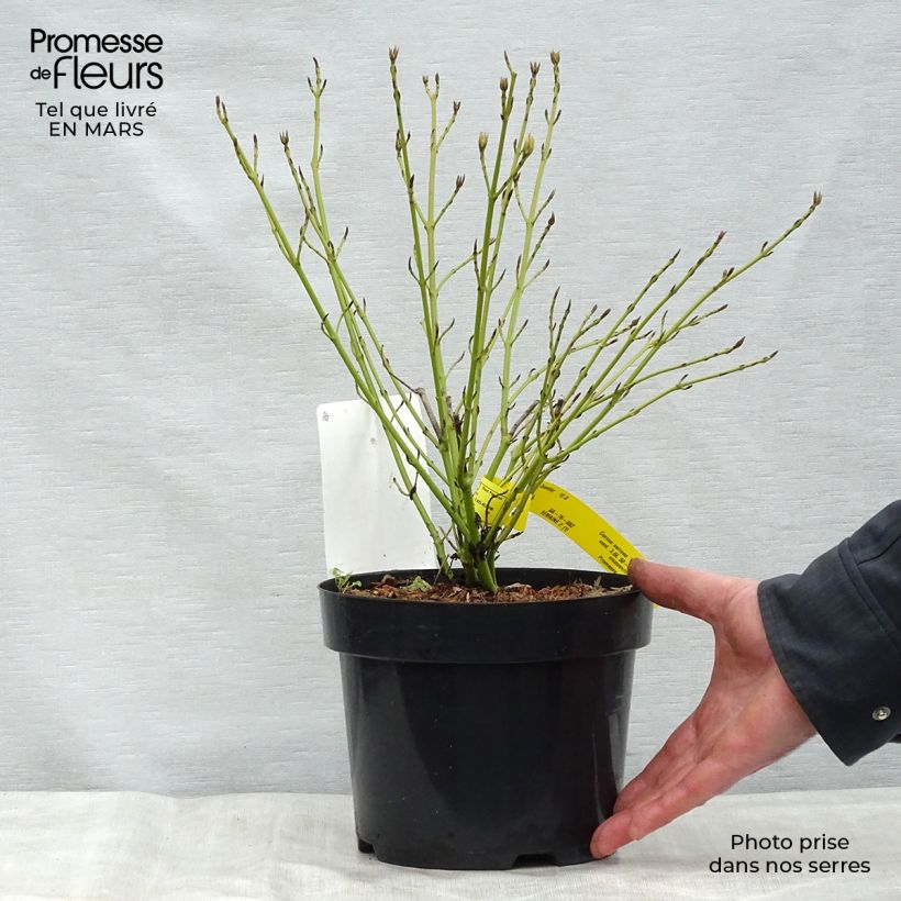 Spécimen de Cornus sericea White Gold - Cornouiller stolonifère Pot de 3L/4L tel que livré au printemps