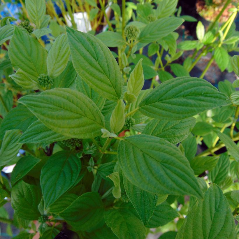 Cornus stolonifera Flaviramea - Cornouiller à bois jaune (Feuillage)